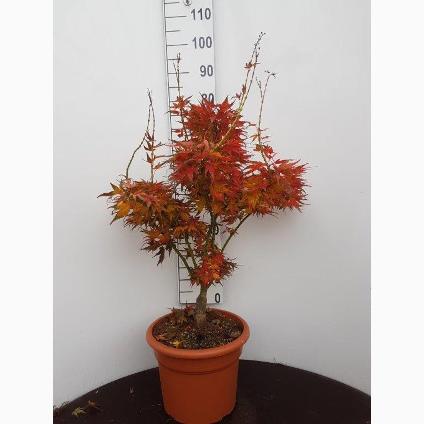 Japansk lönn – Acer pal. 'Mikawa-yatsubusa' - C15 60-80 CM